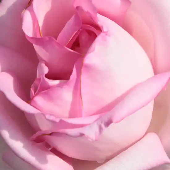 Comanda trandafiri online - Roz - trandafir teahibrid - trandafir cu parfum intens - Rosa Madame Maurice de Luze - Joseph Pernet-Ducher - ,-